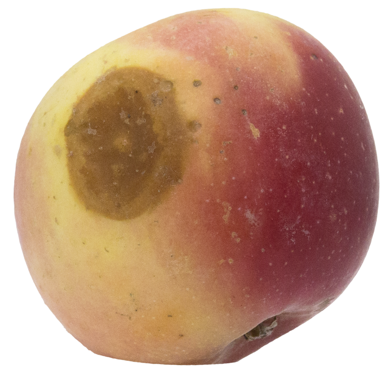 Gallery Bull’s Eye Rot WSU Tree Fruit Washington State University