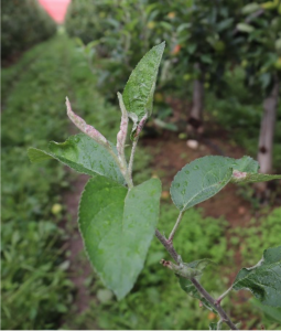 Apple tree shoot with one leaf showing the curling symptom characteristic of this pest.