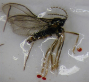 Adult male midge laying sideways in a sticky trap. The red dots can be seen at the ends of the legs.