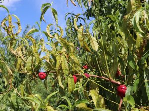 X-disease phytoplasma in Nectarine. Photo credit Tianna DuPont, WSU Extension.