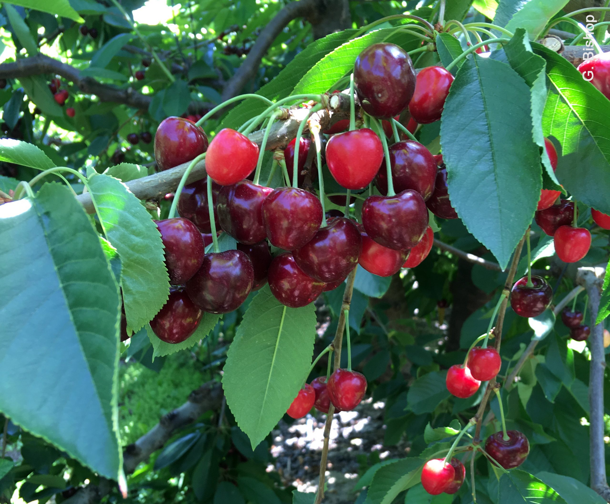 Xdisease phytoplasma (Western X) WSU Tree Fruit Washington State