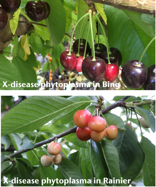 X-disease phytoplasma in Bing and Ranier