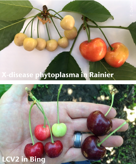 X-disease phytoplasma in Rainier and Bing
