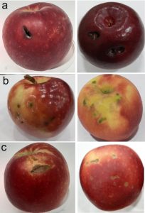 six examples of WA38 fruit showing examples of the most common defects.