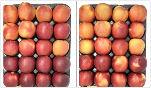 WA38 fruit shown in box trays.