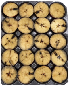 WA 38 fruit in a box tray cut to show flesh sprayed with iodine to indicate starch content.