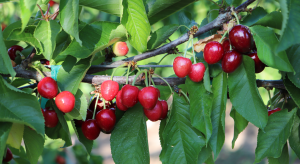 cherry branch with ripe cherry clusters with some smaller and under colored fruit.