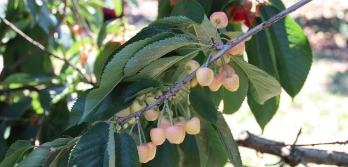 Management of Little Cherry & Xdisease for Backyard Producers WSU