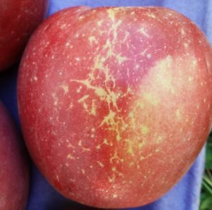 apple showing a lateral band of superficial scarring resulting from apple mildew.