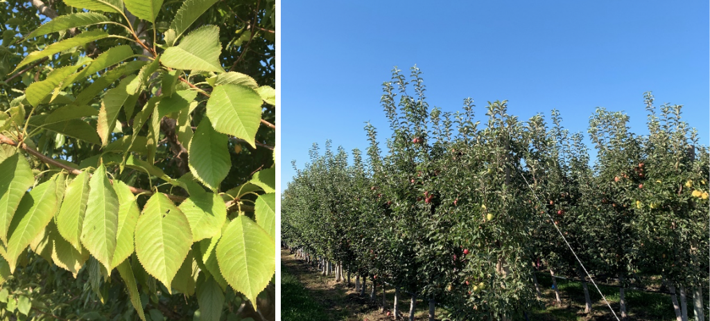 Cherry leaves appearing pale green in color.; apple orchard with vigorous dark green growth.