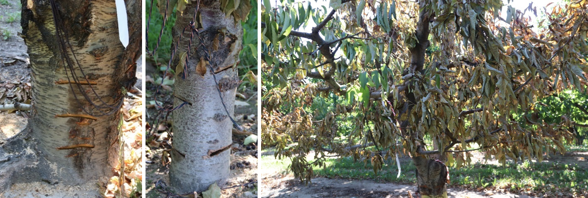 Multi-image panel where the first image shows the lower tree base with three parallel cuts; second image shows four diagonal cuts opposite each other; the third image shows a tree shows a tree with partial dye-back.