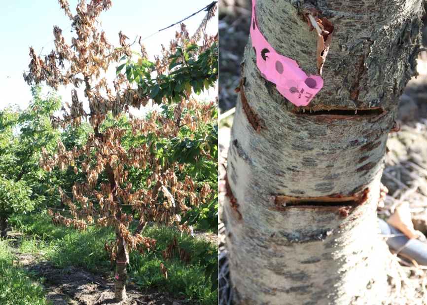 A two image panel with the first image showing a treated tree with some branches with green leaves; the second image is a close-up of the trunk with new cuts to correspond to flow going to the surviving branches.