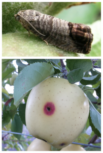 Split image showing an adult moth sitting on a young fruitlet at the top nd the characteristic wormhole surrounded by a red pigmented area on a Golden Delicious fruit.
