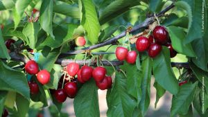Figure 1 X-disease phytoplasma on Cristalina cherry.