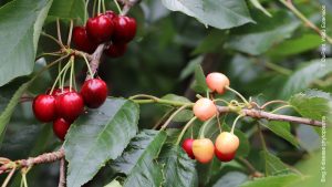 Figure 2 X-disease phytoplasma on Bing cherry.