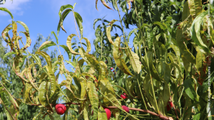 X-disease phytoplasma on nectarine.