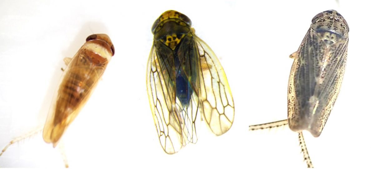 Xdisease phytoplasma (Western X) WSU Tree Fruit Washington State