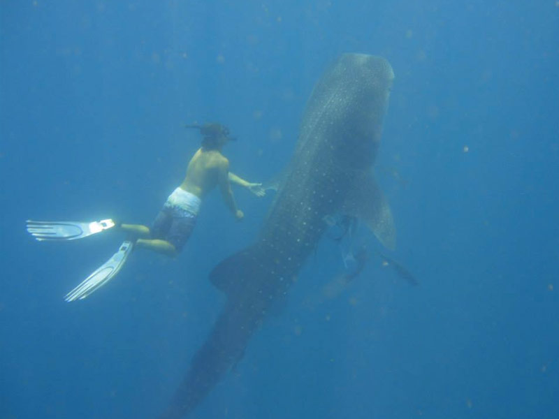 9 Incredibly Unique Diving Locations in Florida TripsToDiscover