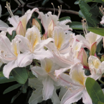 Blooming Rhododendron