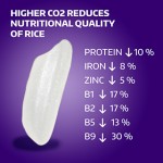 rice-c02_SPH