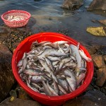 Aquaculture