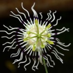 Passiflora Misera