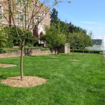 New cherry trees