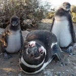 Penguin with two chicks