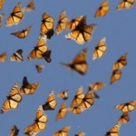 Monarch butterflies