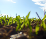Grass seedlings image