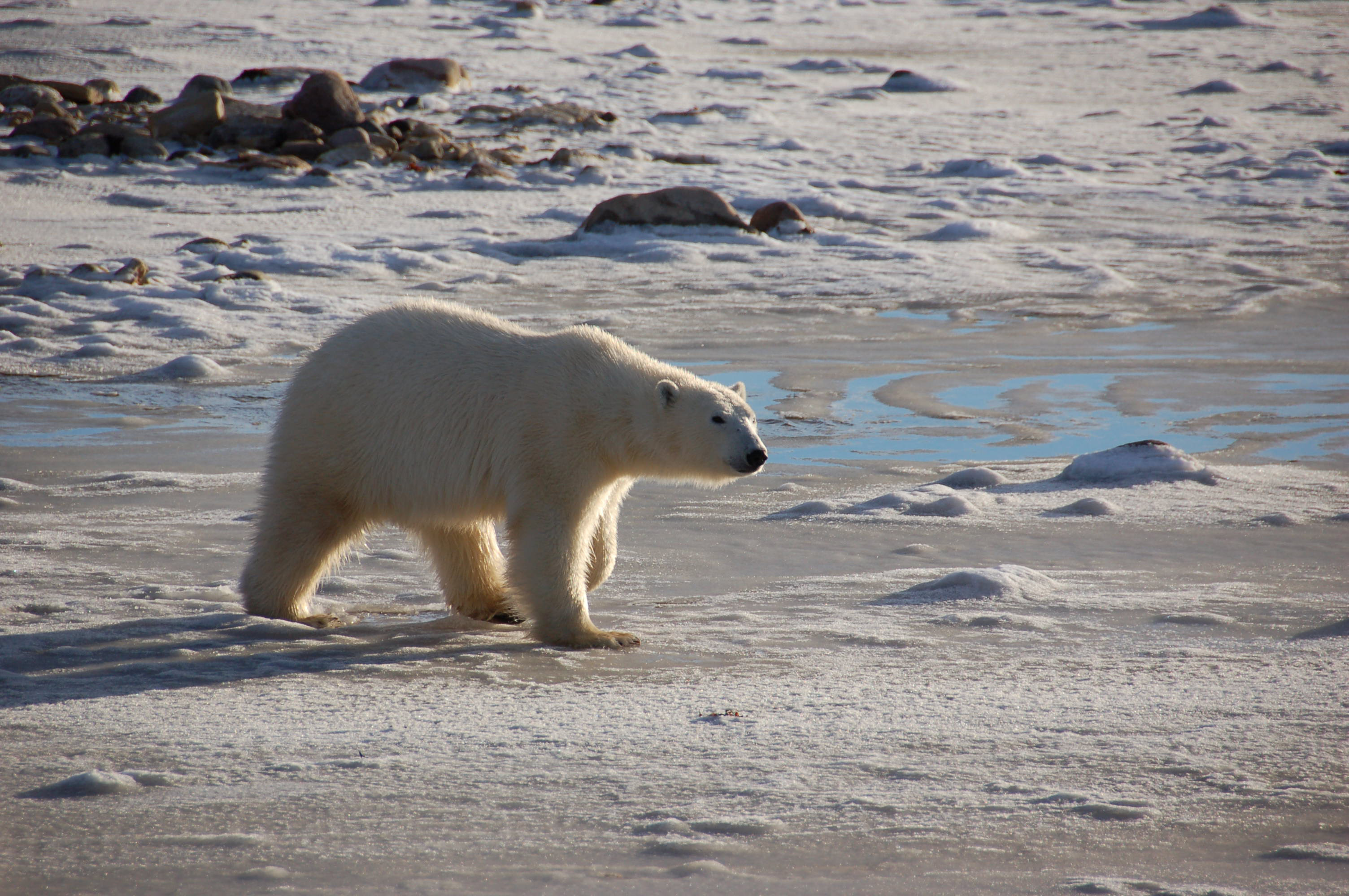 A female polar bear walks in the tidal area along Canadas Hudson Bay in autumn 2010, waiting for ice to form. (Credit: Steven C. Amstrup, Polar Bears International)