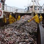 The industrial croaker fishery off the coast of Uruguay is one of the fisheries where management strategies are being implemented in strong cooperation among fishers, managers and scientists. Credit: Sebastián Jiménez /DINARA