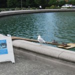 The sign says "Make way for ducklings," but this week it was baby sea gulls, contentedly lazing on the ramp and growing chubby.