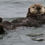 Sea-otter TILE