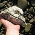 oyster-tile