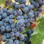 grapes