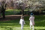 Two children among cherry trees in the Washington Park Arboretum.
