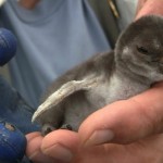 Dee Boersma, a UW professor of biology, holds a three-day-old Galapagos penguin chick.