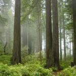 redwoods in fog