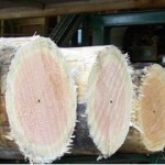 Ends of logs in a row