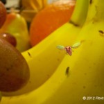 Flies on banans and grapes