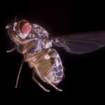 Close up of fruit fly