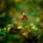 Bajorek_Joan_Falling Leaf