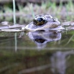 Frogs head shows above surface of the water