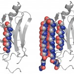 An abnormal protein, left, is intercepted by the UW’s compound that can bind to the toxic protein and neutralize it, as shown at right.