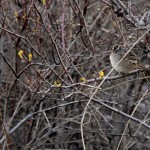 Sparrow perches among tree branches
