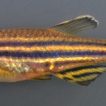 Sideview of fish