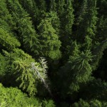 Looking down into treetops and dead snags