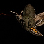 A hawk moth probes a flower with its proboscis.