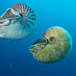Nautilus pompilius swimming next to Allonautilus scrobiculatus off of Ndrova Island in Papua New Guinea.